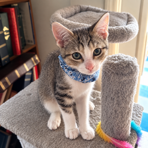 Michael, a cat for adoption from Forever Fortunate Felines