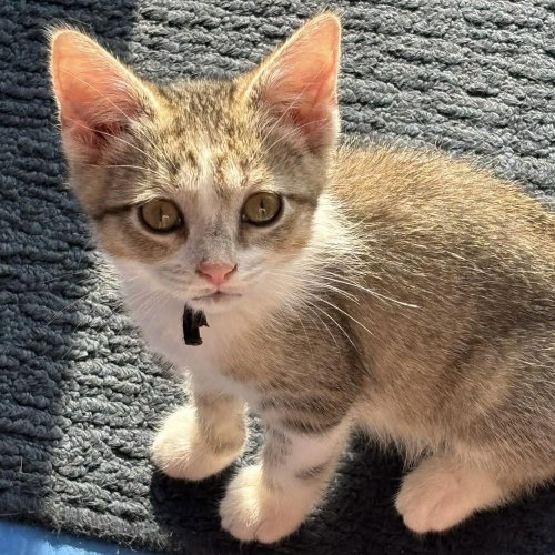 Sheena, a cat for adoption from Forever Fortunate Felines