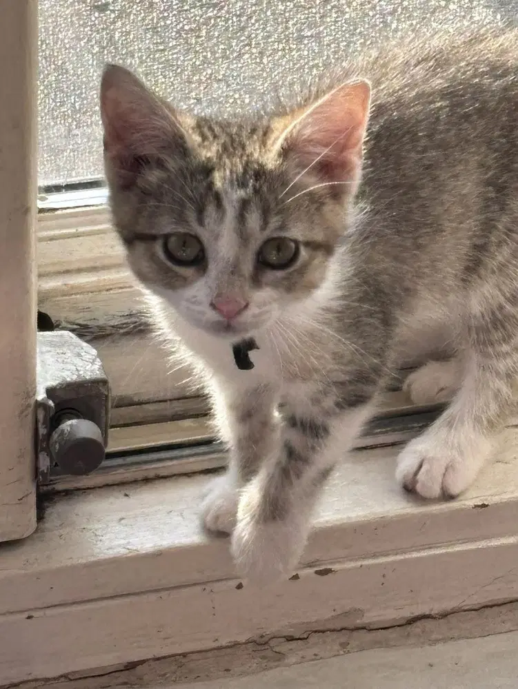 Sheena image 3