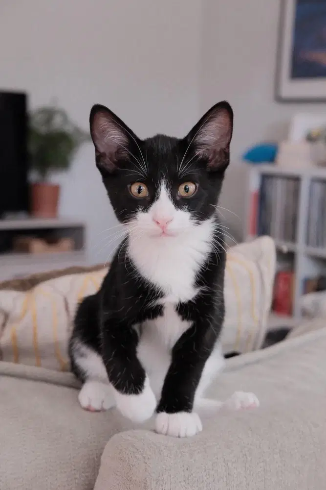 Monty image 2