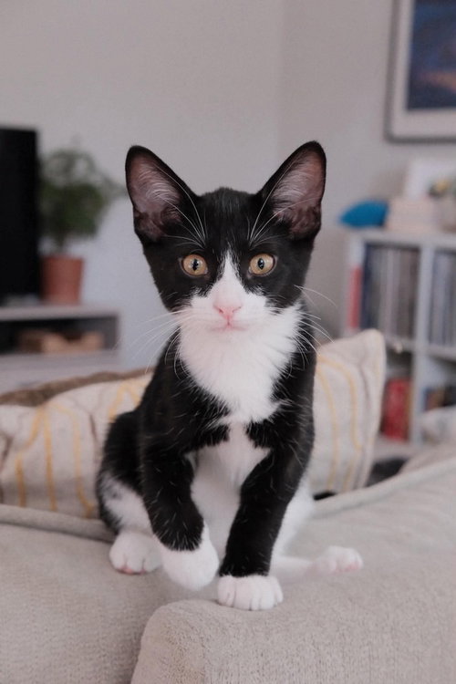 Photo 2 of Monty