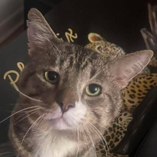 Milos, a cat for adoption from Forever Fortunate Felines