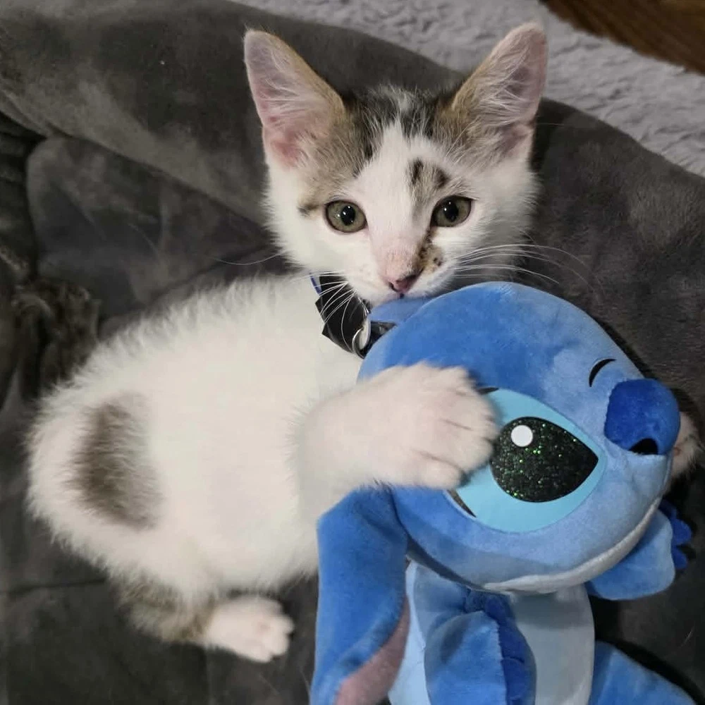 Stitch Aka Corkscrew