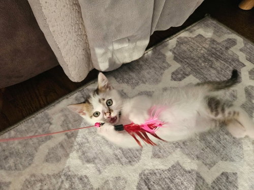 Photo 2 of Stitch (aka Corkscrew)