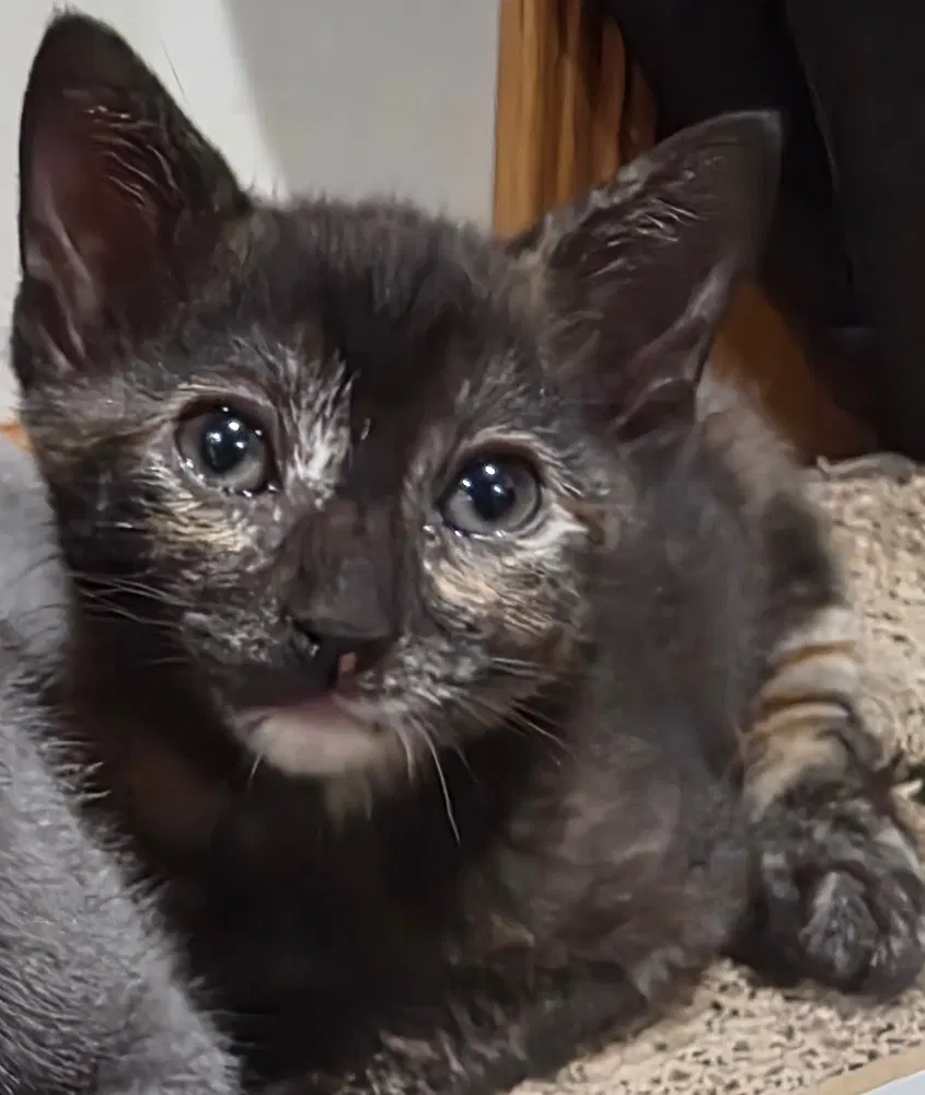 Camry Cam - Domestic Short Hair