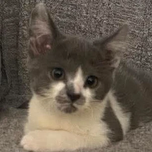 Mustachio Pistachio