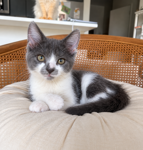 Mustachio Pistachio, a cat for adoption from Forever Fortunate Felines