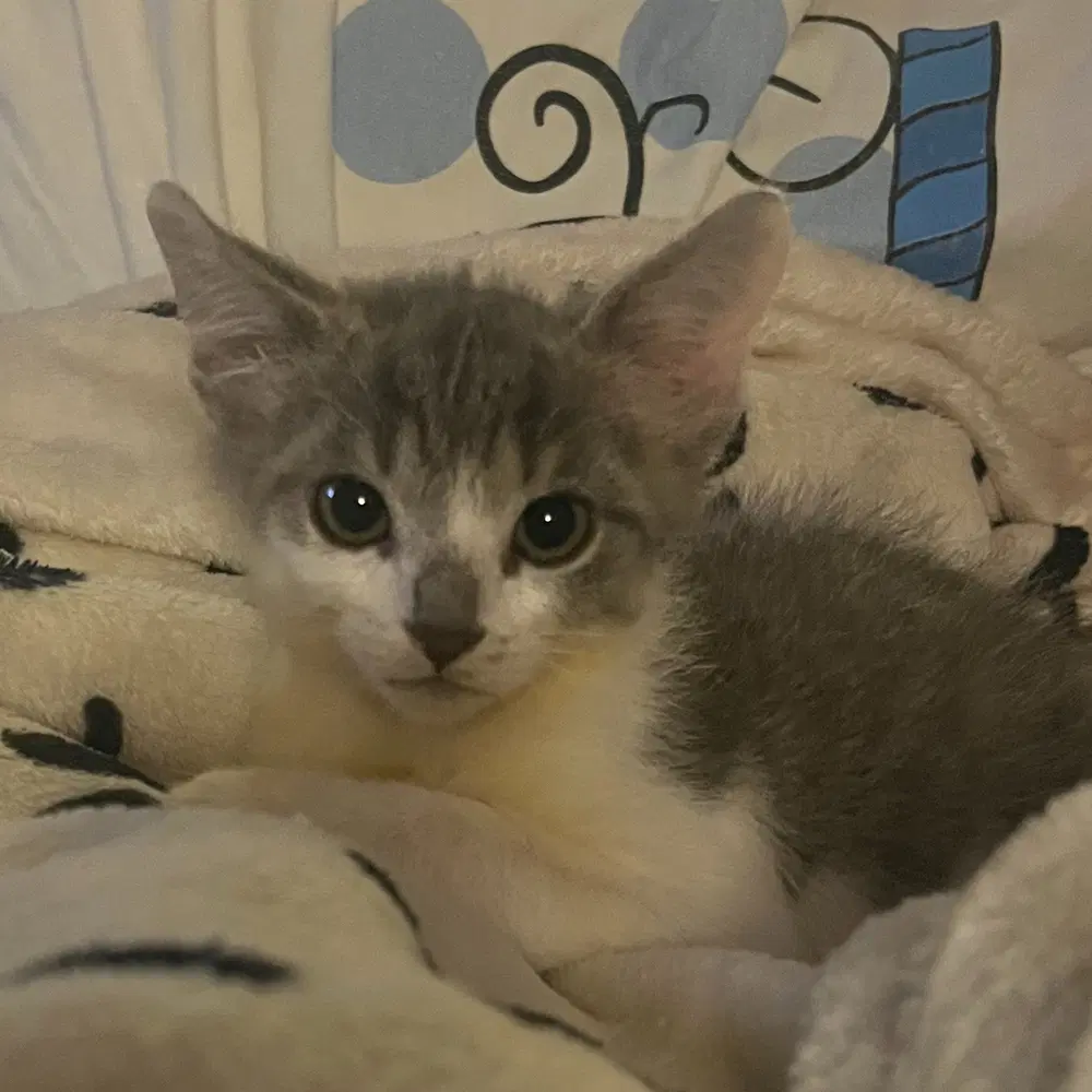 Mitchell - Domestic Short Hair