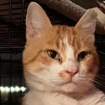 Seor Chester - Domestic Short Hair