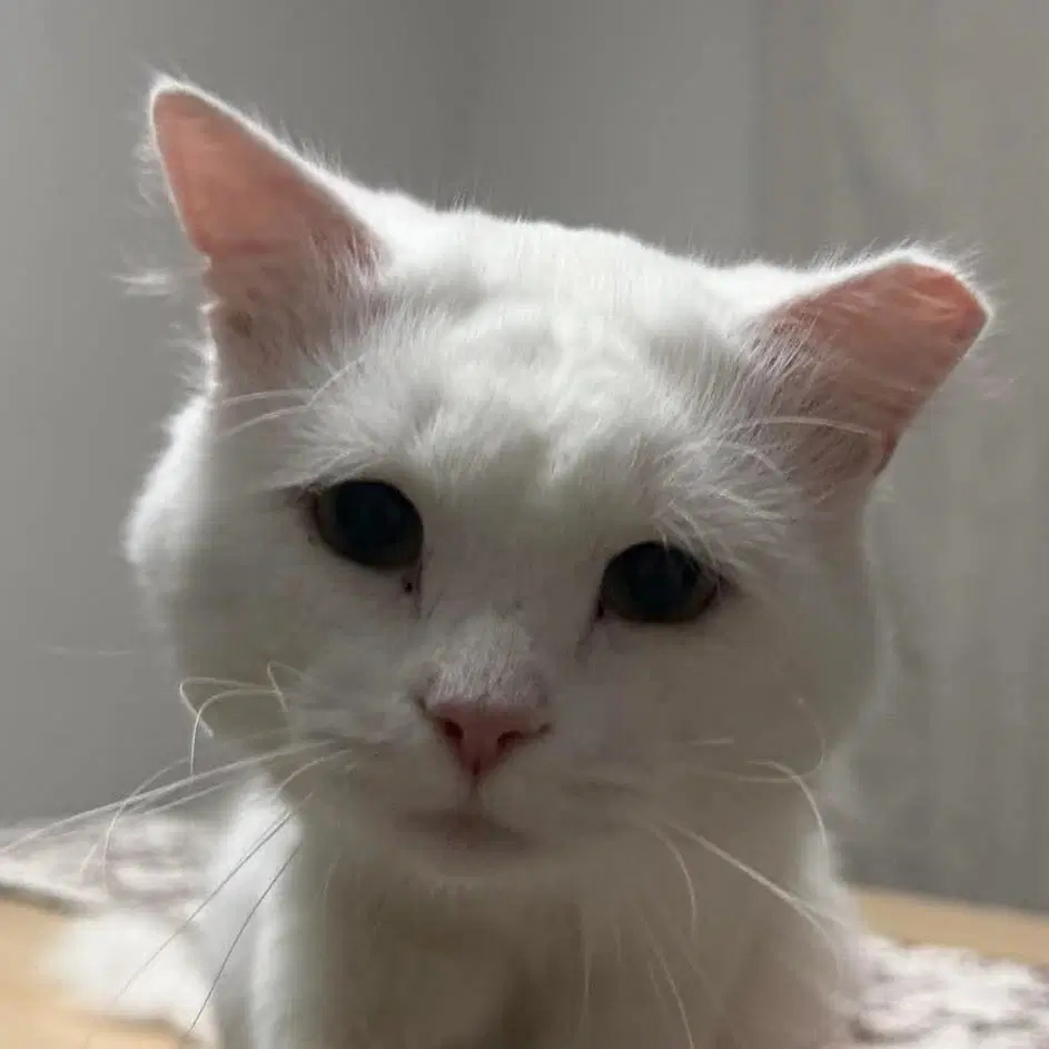 Casper - Domestic Short Hair
