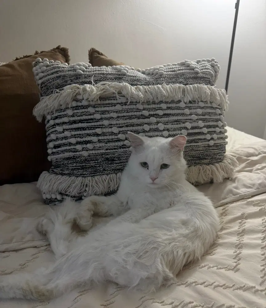 Casper image 2