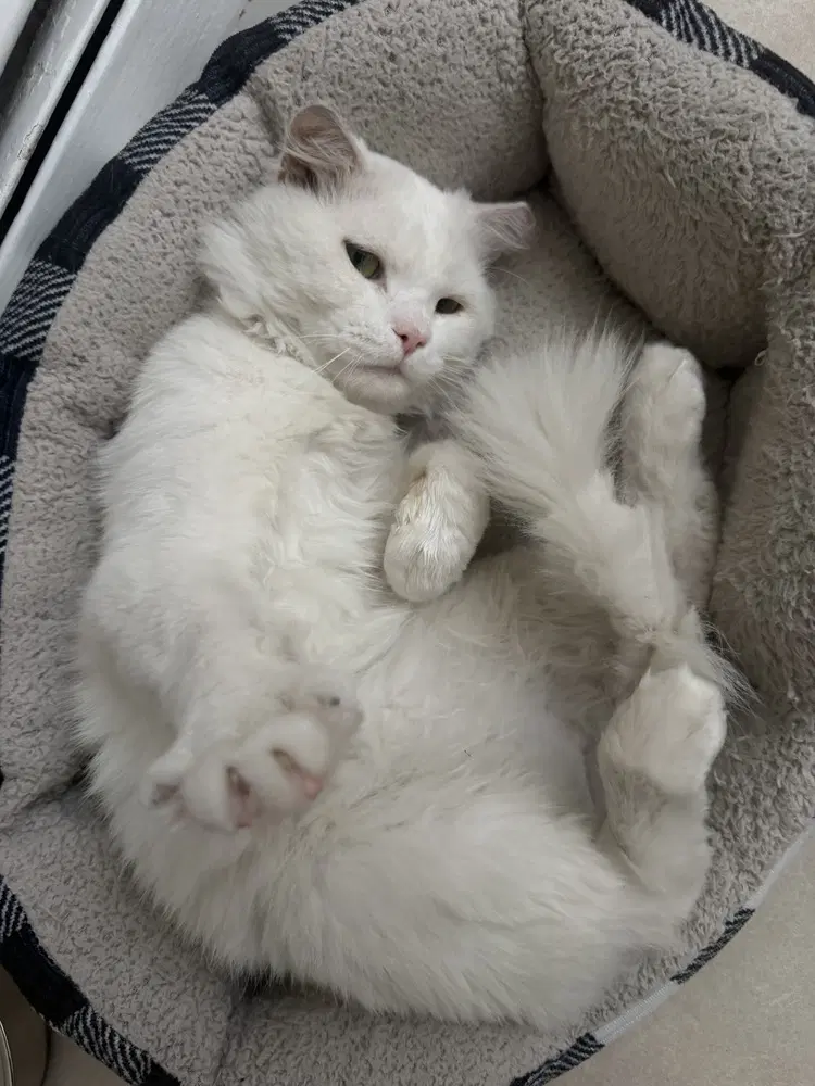 Casper image 3