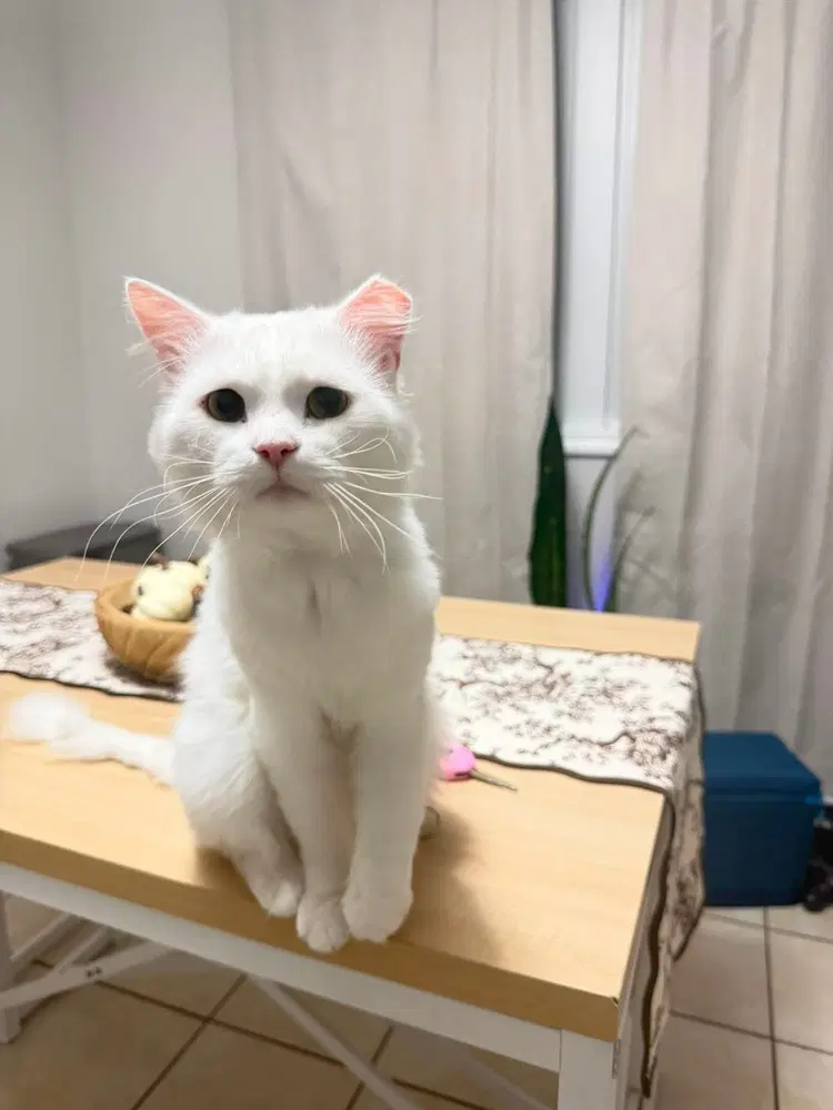 Casper image 4