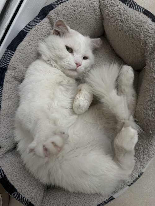 Photo 2 of Casper