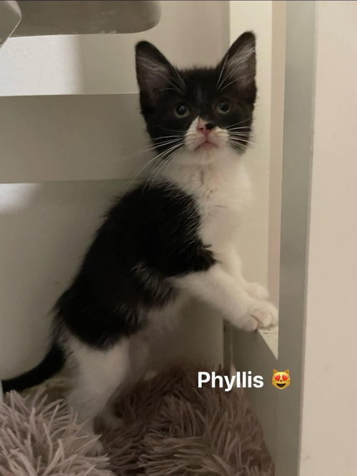 Photo 2 of Phyllis