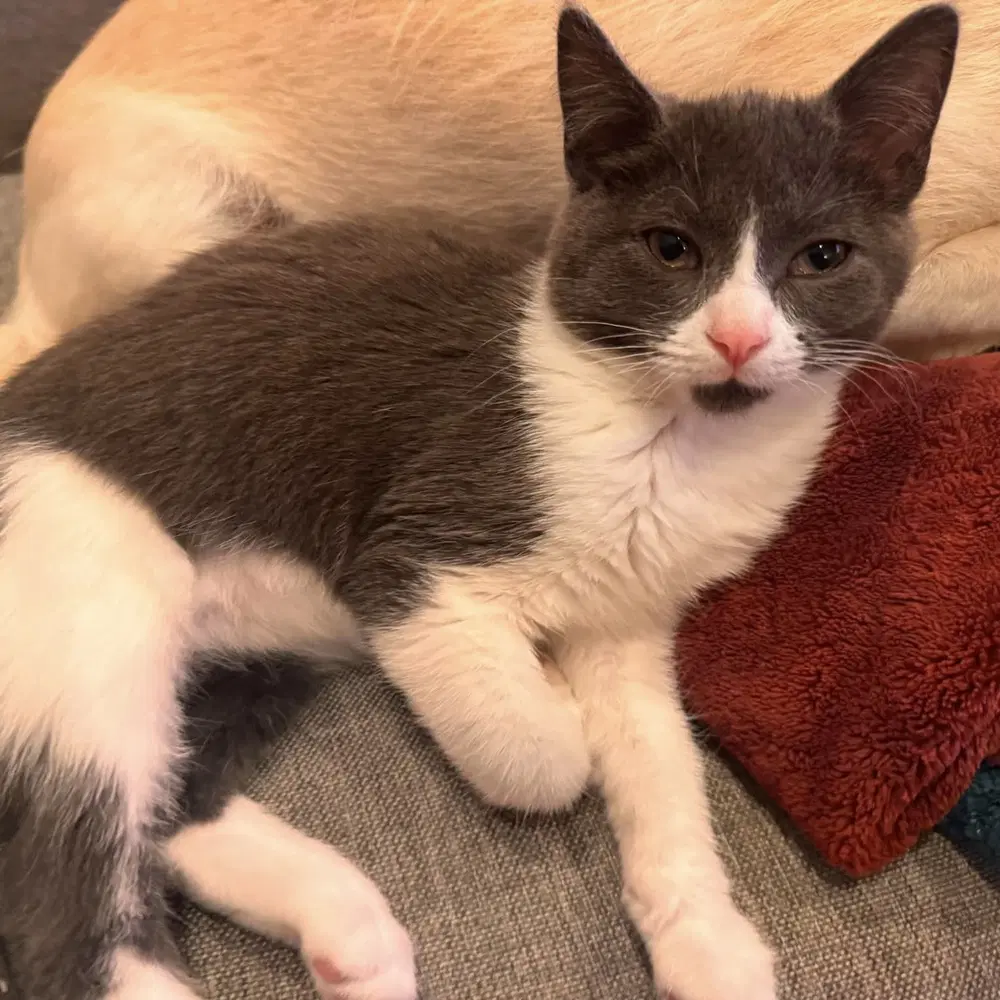 Knuckles - Domestic Short Hair
