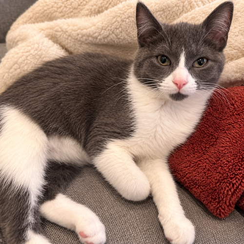 Knuckles, a cat for adoption from Forever Fortunate Felines