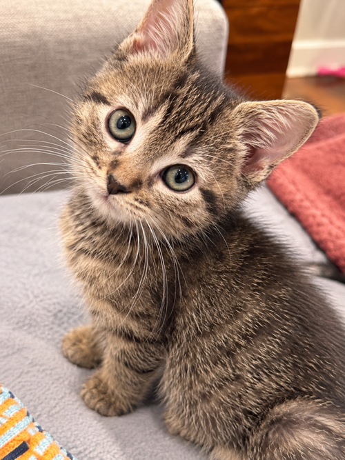 Thumbelina, a cat for adoption from Forever Fortunate Felines