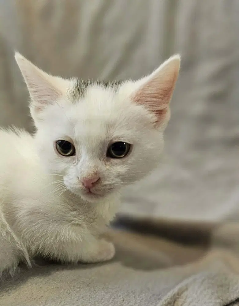 Squeak - Domestic Short Hair