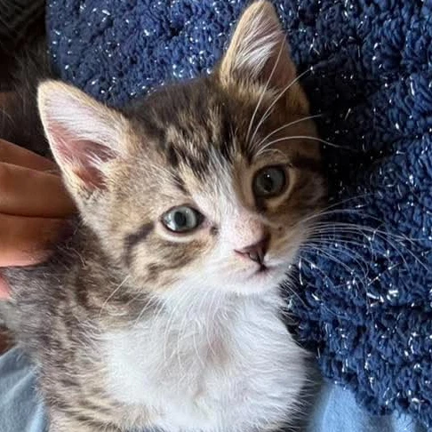 Pip