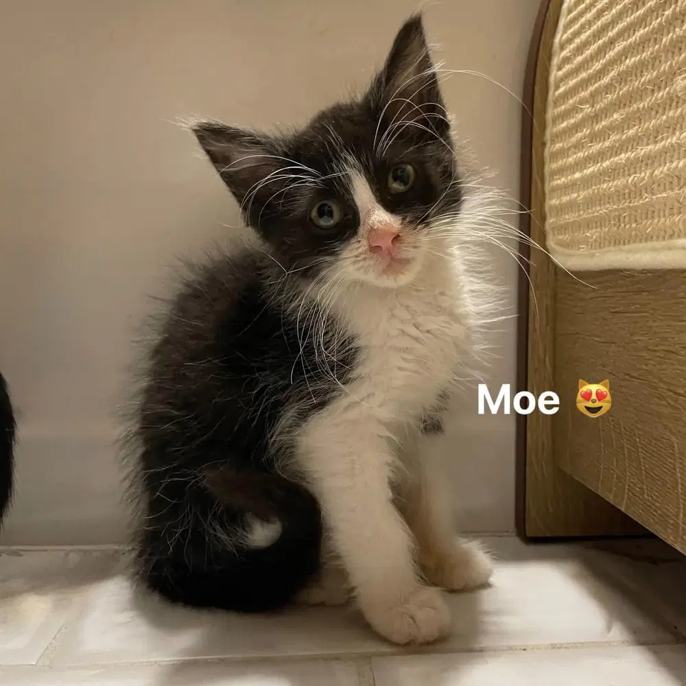 Moe image 4