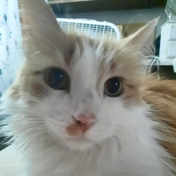 Knox - Domestic Long Hair