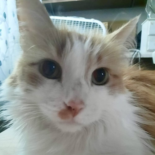 Knox, a cat for adoption from Forever Fortunate Felines