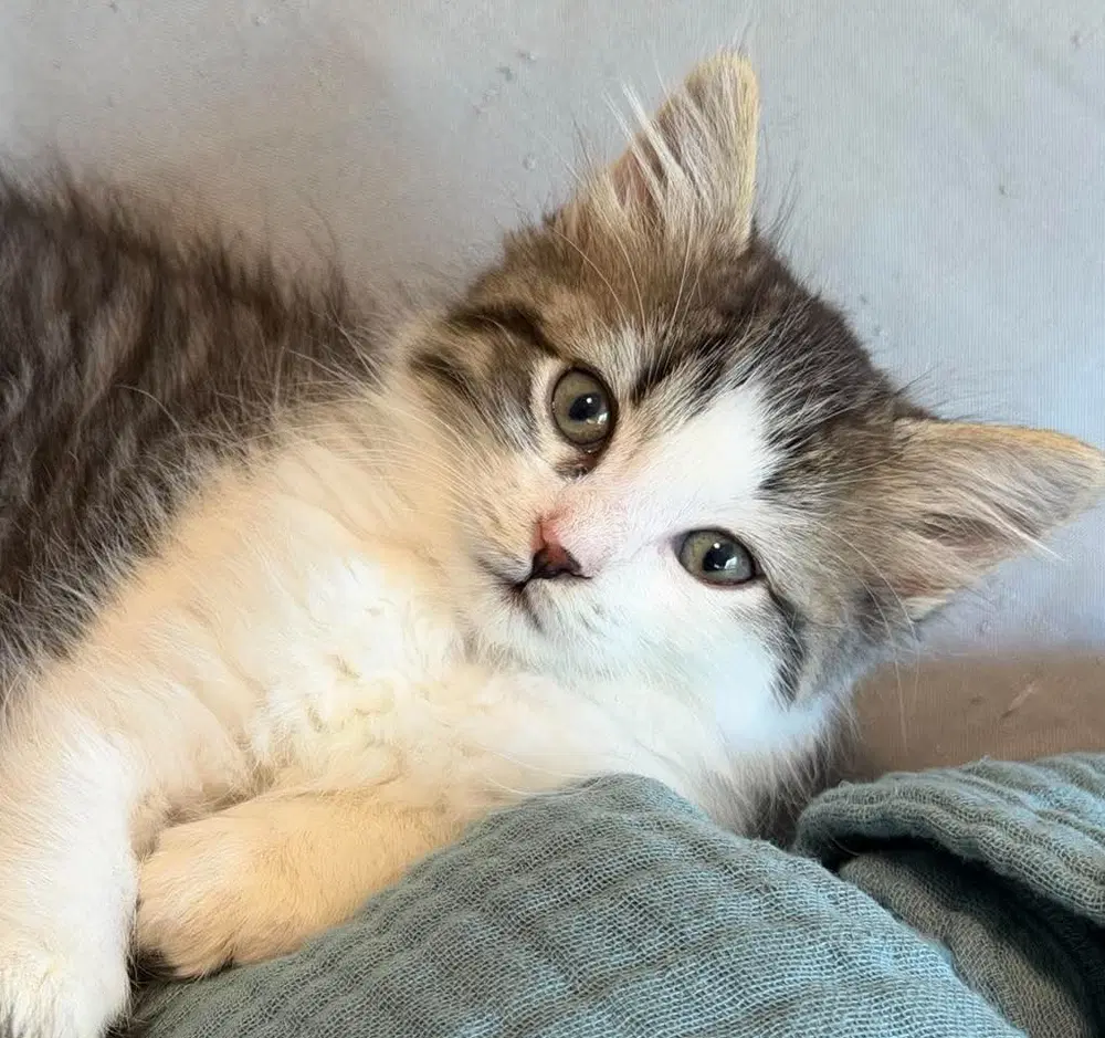 Poppy - Domestic Medium Hair