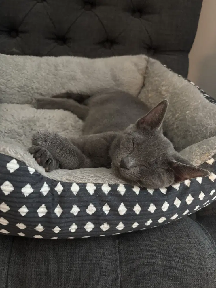 Rocket - Domestic Short Hair
