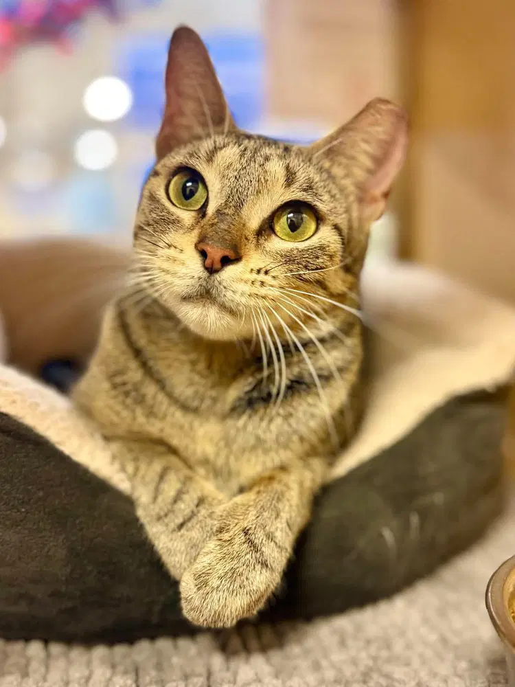 Yewey - Domestic Short Hair