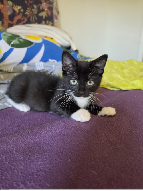 Photo 3 of Tuxie Samie
