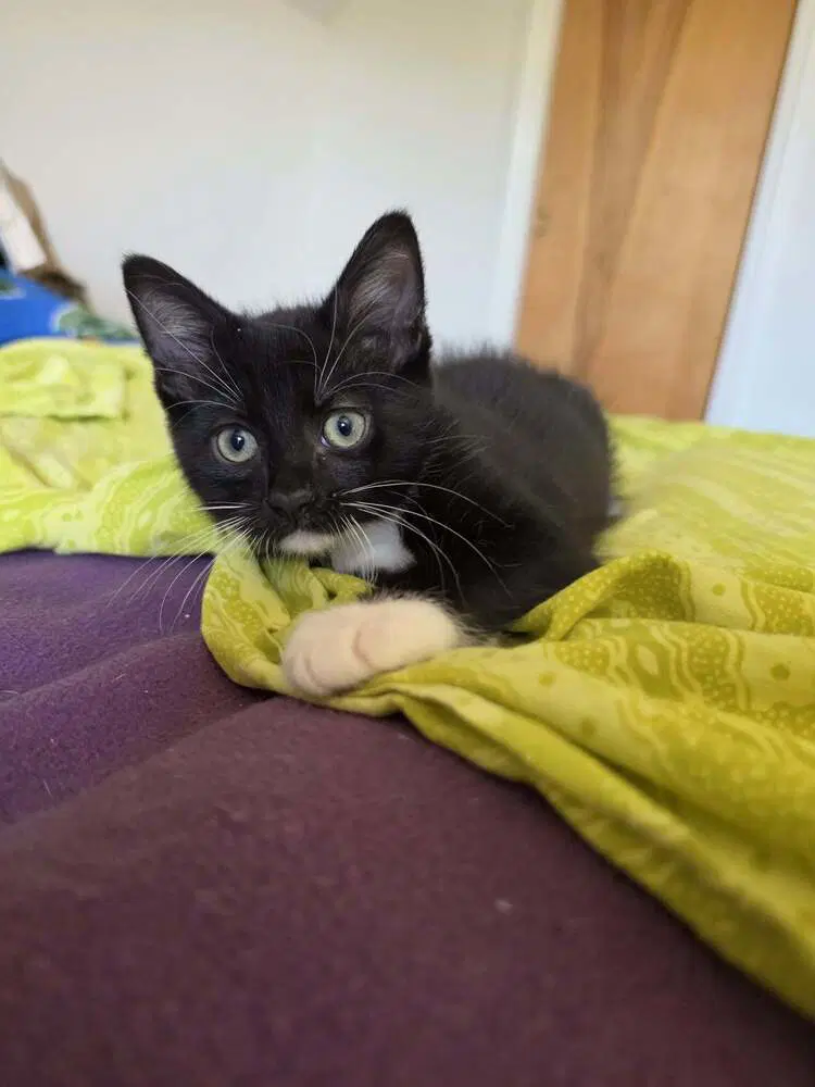 Tuxie Samie image 4