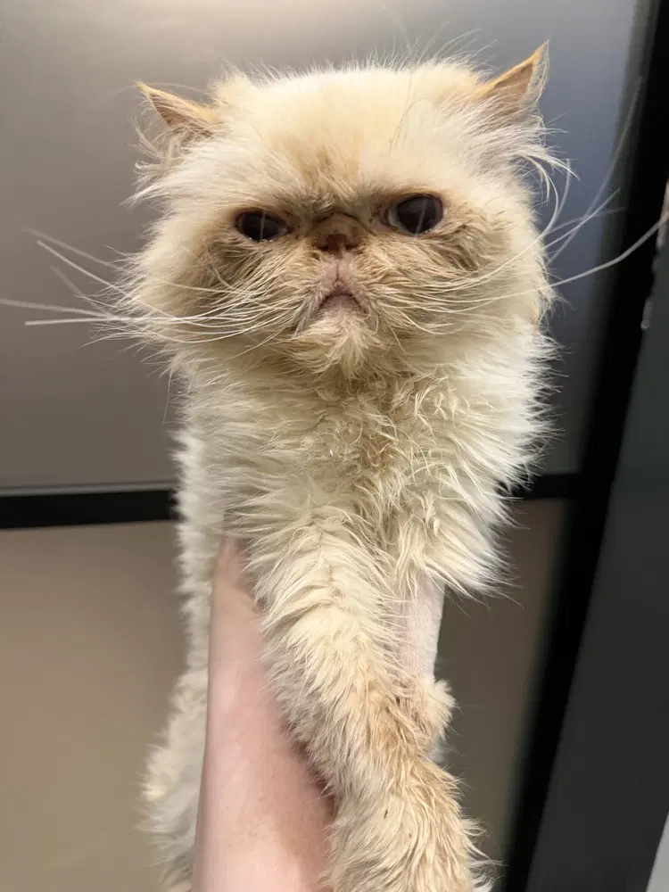 Yuki - Persian