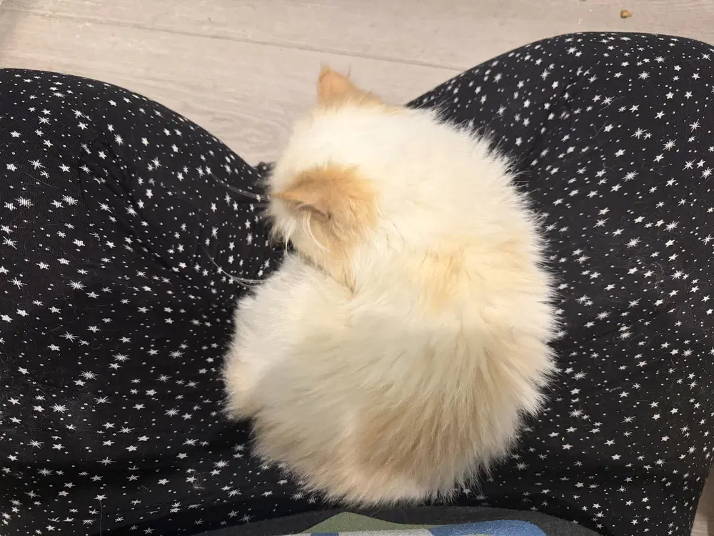 Yuki image 2