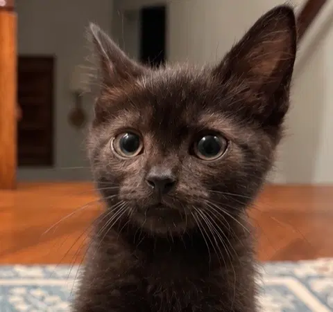 Rain - Domestic Short Hair