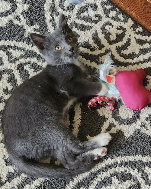 Knuckles, a cat for adoption from Forever Fortunate Felines