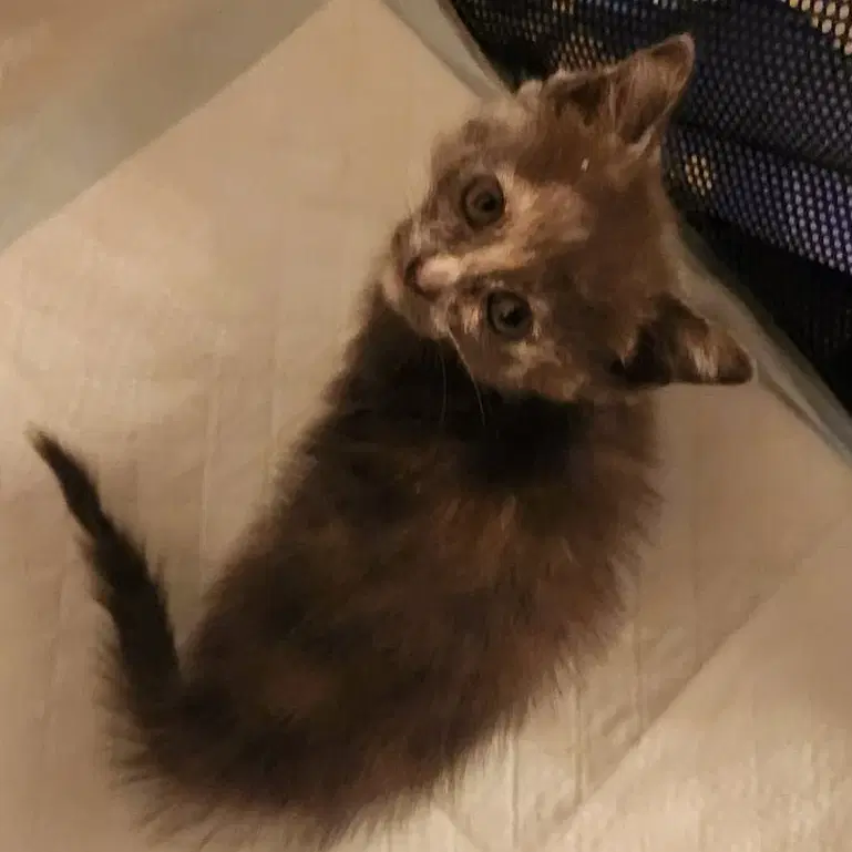 Rosie - Domestic Short Hair