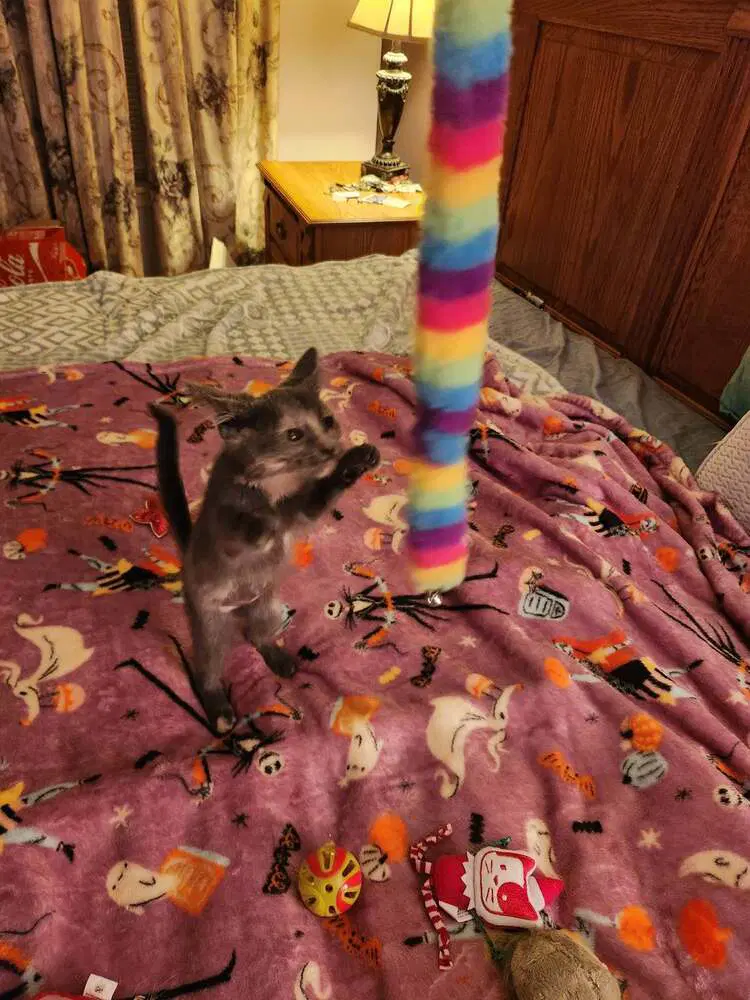 Rosie image 2