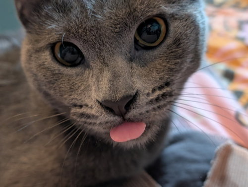 Hematite (aka Coconut), a cat for adoption from Forever Fortunate Felines