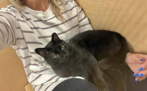 Black Jack, a cat for adoption from Forever Fortunate Felines
