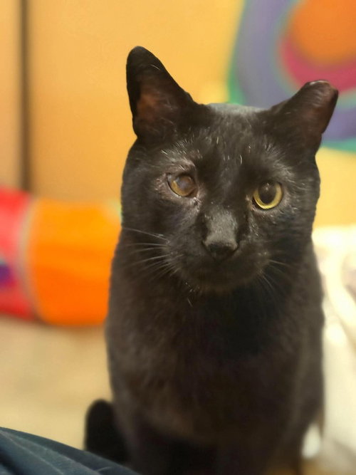 Black Jack, a male cat up for adoption