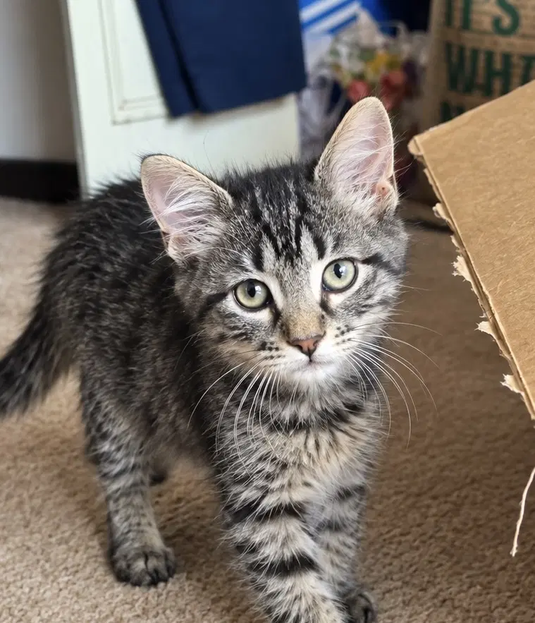 Marcus - Domestic Medium Hair