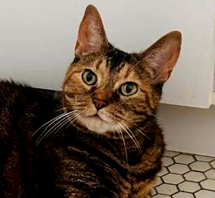 Bailey, a cat for adoption from Forever Fortunate Felines