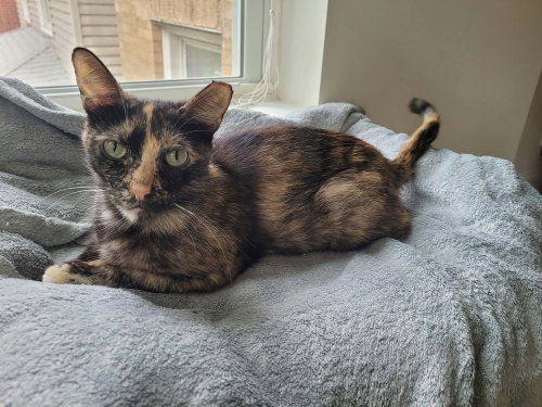 Raelynn, a cat for adoption from Forever Fortunate Felines
