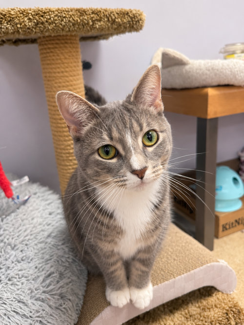 Rocky, a cat for adoption from Forever Fortunate Felines