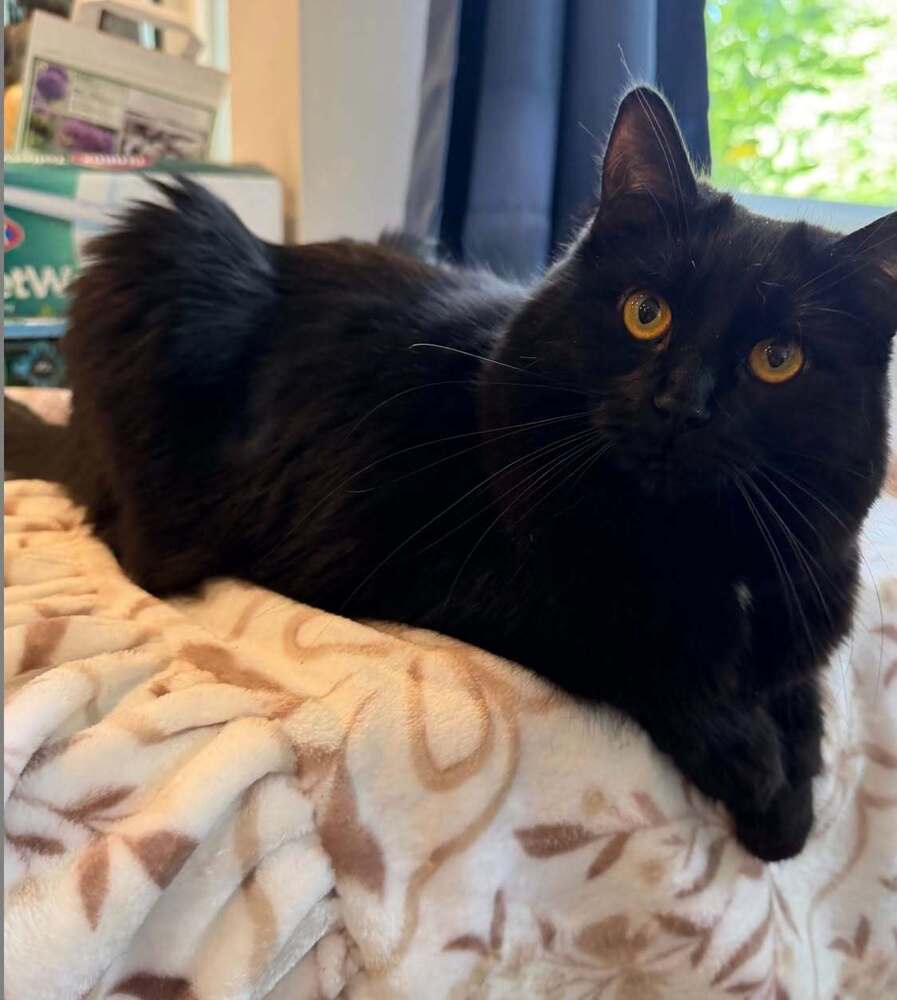 Mochi Aka Copernicus
