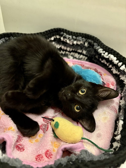 Basil, a cat for adoption from Forever Fortunate Felines