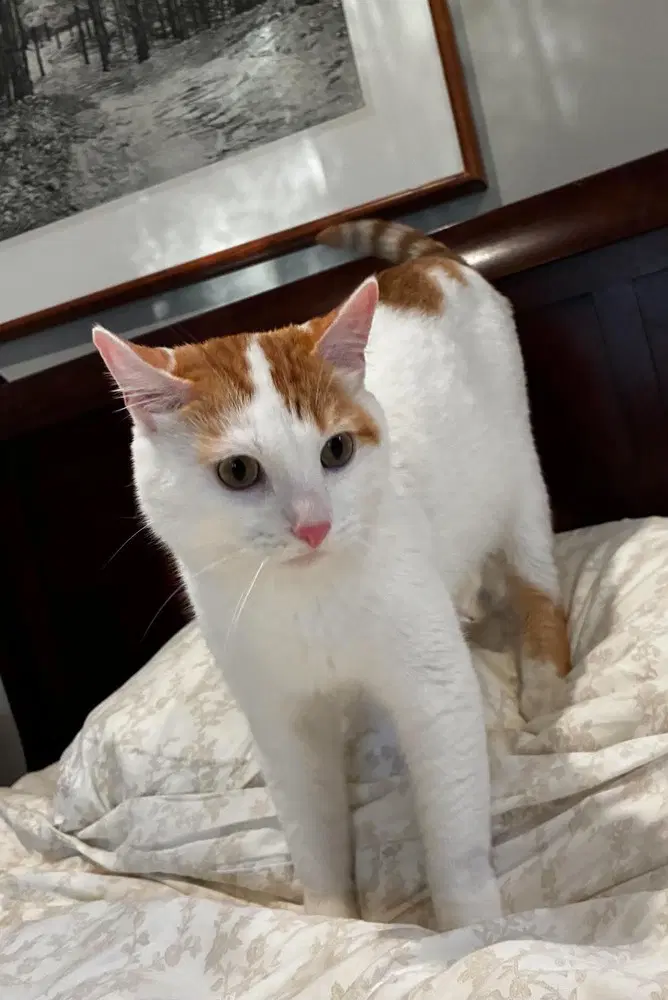 Vito image 3
