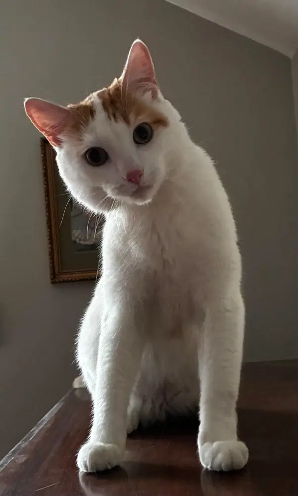 Vito image 4