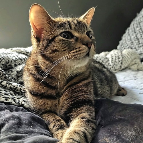 Rambo, a cat for adoption from Forever Fortunate Felines